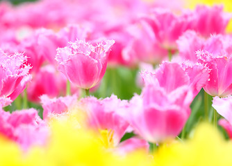 Image showing colorful flower field of tulip