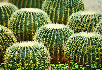 Image showing cactus