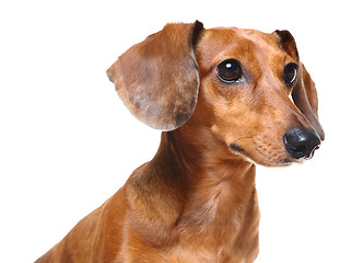 Image showing dachshund dog