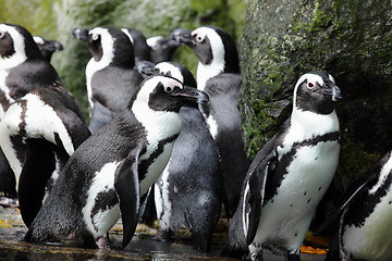 Image showing penguins