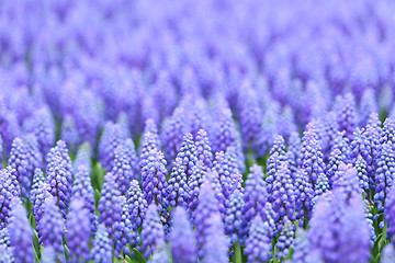 Image showing flower, muscari botryoides