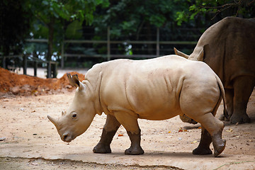 Image showing rhino