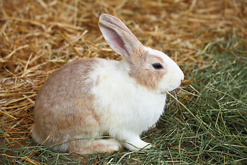 Image showing rabbit