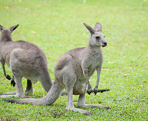 Image showing grey kangaroo