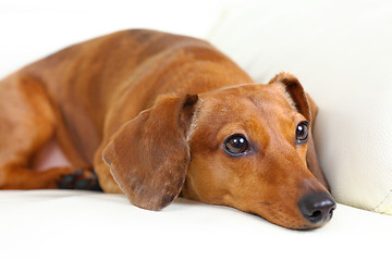 Image showing dachshund dog on sofa