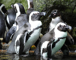 Image showing penguins