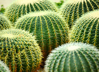 Image showing cactus