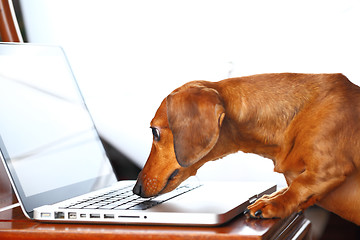 Image showing dog using computer