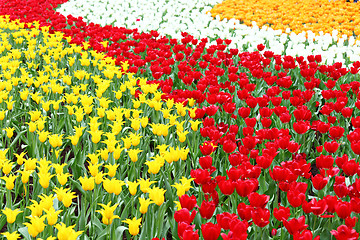 Image showing colorful flower field of tulip