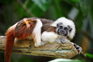 Image showing cotton top monkey