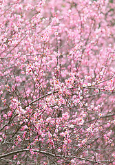 Image showing plum flower