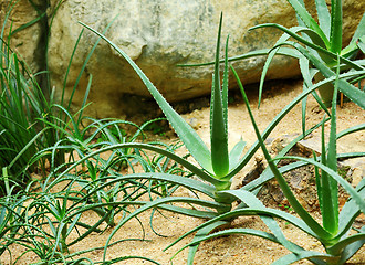 Image showing aloe vera