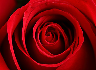 Image showing close up red rose