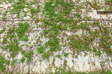 Image showing plant on wall