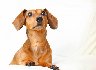 Image showing Dachshund Dog