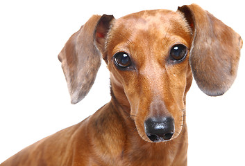 Image showing dachshund dog