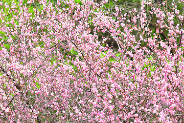 Image showing plum flower