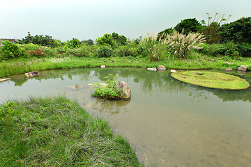 Image showing Wetland