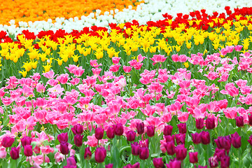 Image showing tulip in flower field