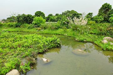 Image showing Wetland