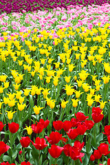 Image showing colorful flower field of tulip