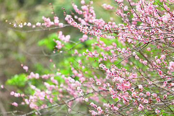 Image showing plum flower blossom