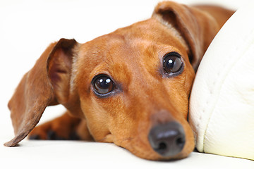 Image showing dachshund dog at home on sofa