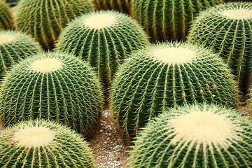 Image showing Golden ball cactus