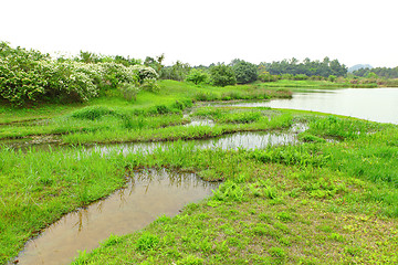 Image showing Wetland