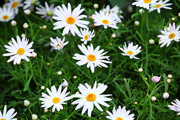 Image showing White flowers