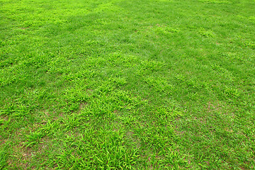 Image showing fresh green grass