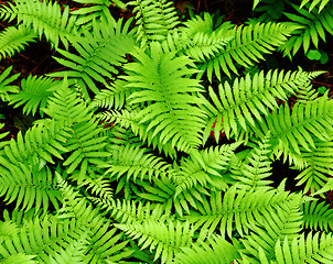 Image showing Fresh green leaf