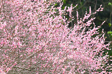 Image showing plum flower blossom