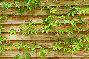 Image showing wood fence with leaf