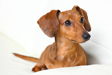 Image showing dachshund dog at home on sofa