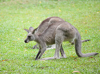 Image showing kangaroo