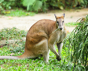 Image showing kangaroo