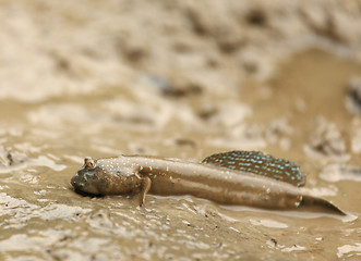 Image showing mudskipper