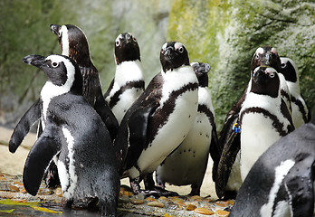 Image showing penguins