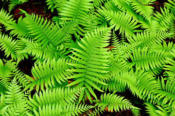 Image showing Fresh green leaf