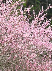 Image showing plum flower blossom