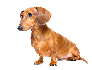 Image showing dachshund dog