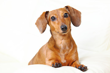 Image showing dachshund dog at home on sofa