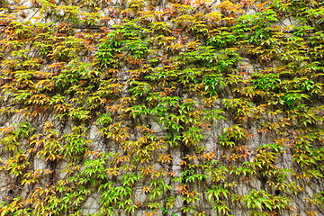 Image showing Green leaf on the wall