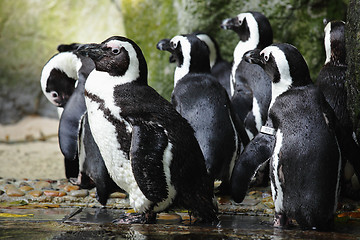 Image showing penguins