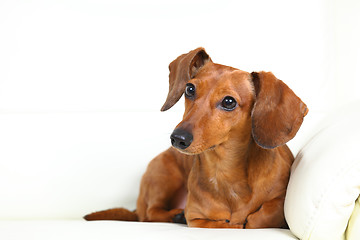 Image showing dachshund dog on sofa