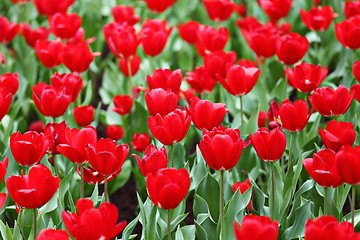 Image showing tulip in flower field
