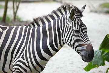 Image showing zebra