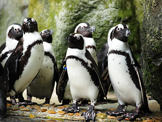 Image showing penguins