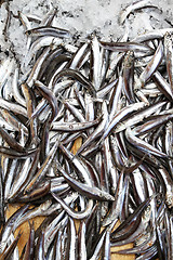 Image showing Anchovy